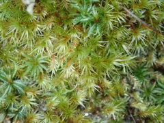 Pohlia longibracteata