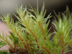 Pohlia longibracteata