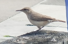 Salpinctes obsoletus