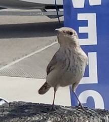 Salpinctes obsoletus