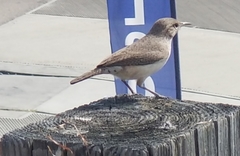Salpinctes obsoletus