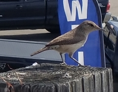 Salpinctes obsoletus