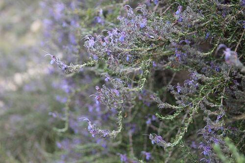 Rosmarinus Eriocalyx (Salvia jordanii)