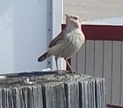 Salpinctes obsoletus