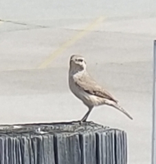 Salpinctes obsoletus