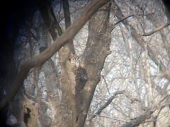 Otus bakkamoena