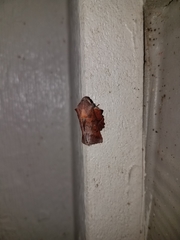 Phyllodesma occidentis