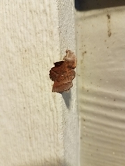 Phyllodesma occidentis