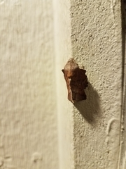 Phyllodesma occidentis