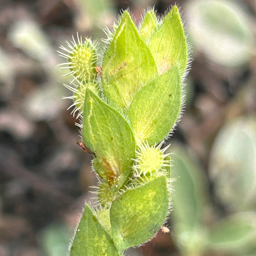 Barb Caterpillarbean (Zornia glochidiata)