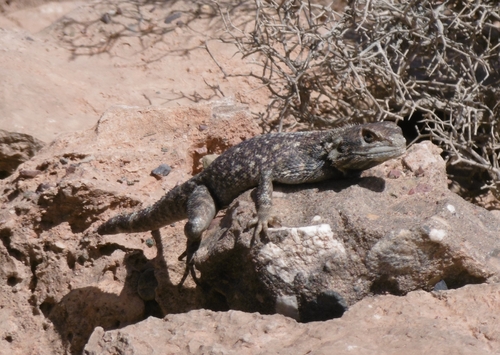 Bibron's Agama