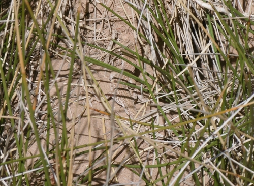 Bosc’s Fringe-toed lizard