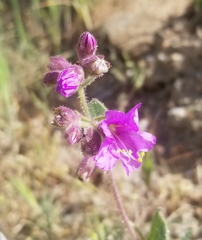 Mirabilis laevis