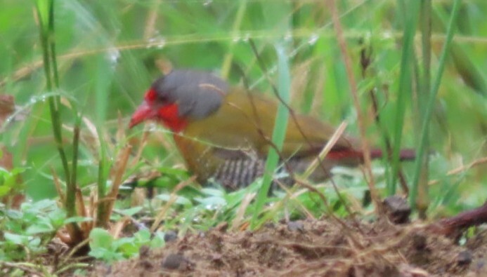 Green-winged Pytilia (Pytilia melba), photo 3