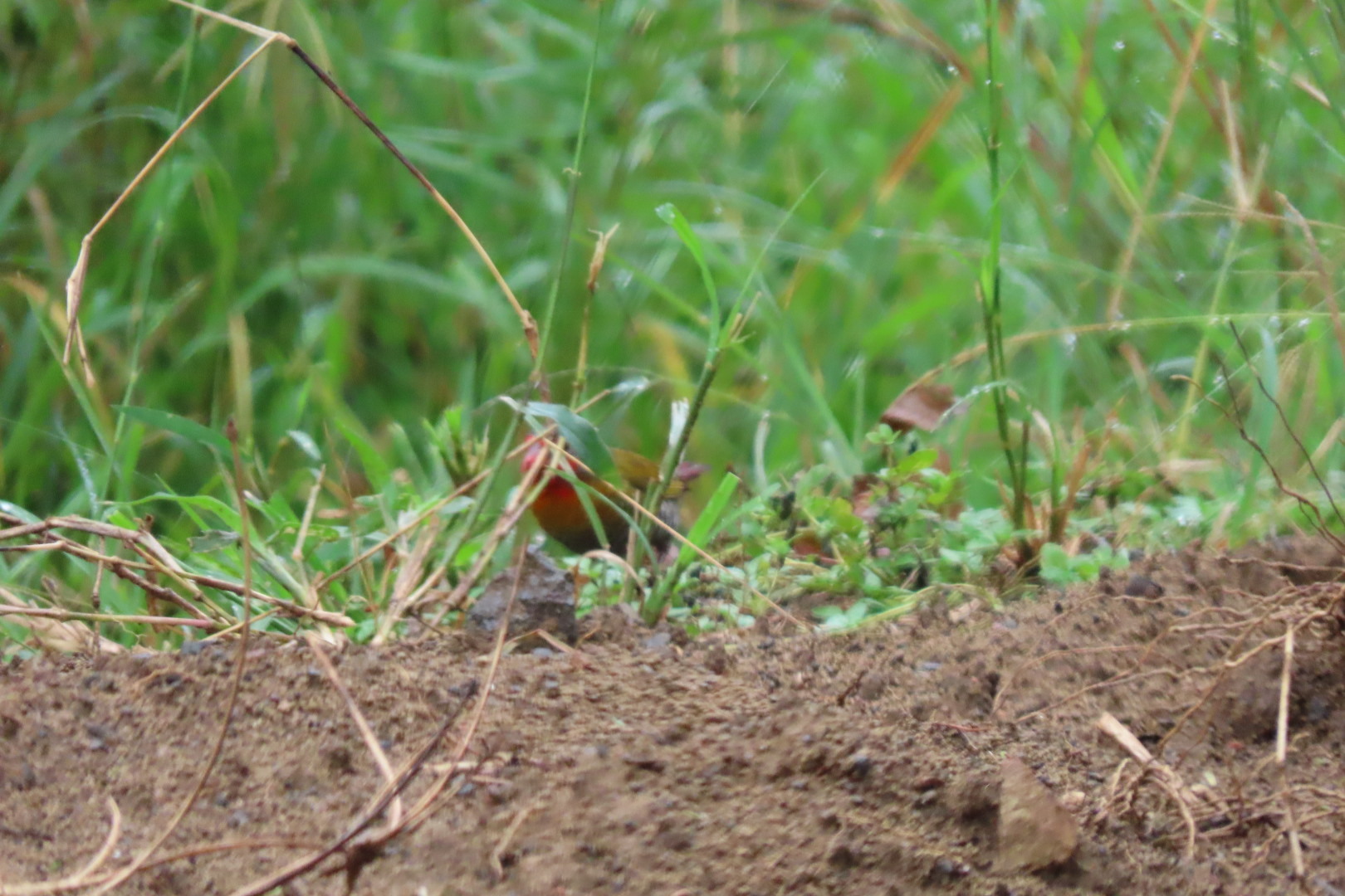 Green-winged Pytilia (Pytilia melba), photo 4
