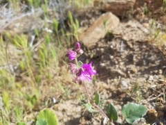Mirabilis laevis