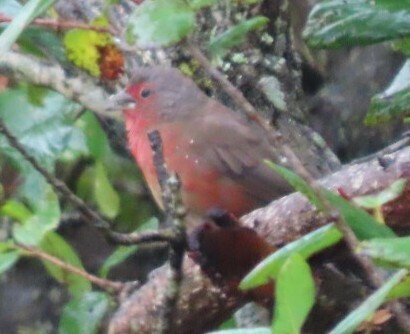 African Firefinch (Lagonosticta rubricata), photo 2