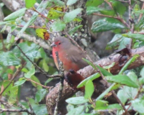 African Firefinch (Lagonosticta rubricata), photo 3