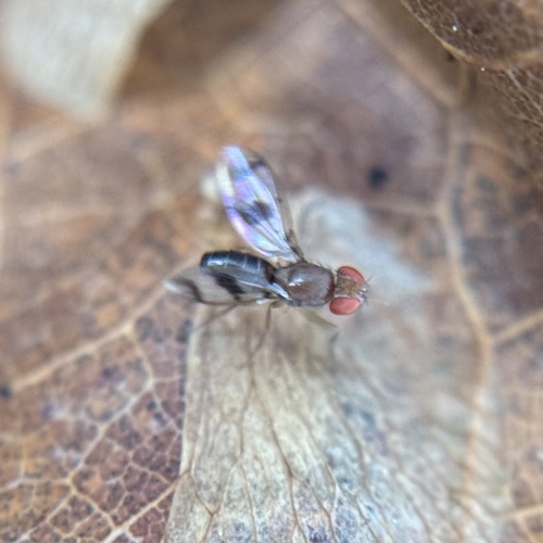 Unknown species found near Pisgah National Forest, Horse Shoe, NC, US