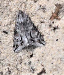 Melipotis jucunda