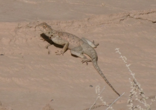 Bibron's Agama
