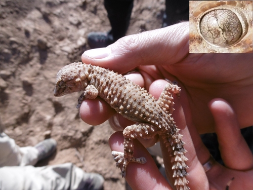 Desert Wall Gecko