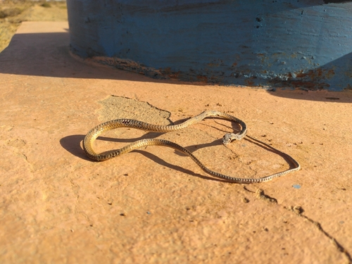 Forskal Sand Snake