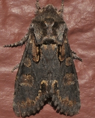 Psaphida electilis