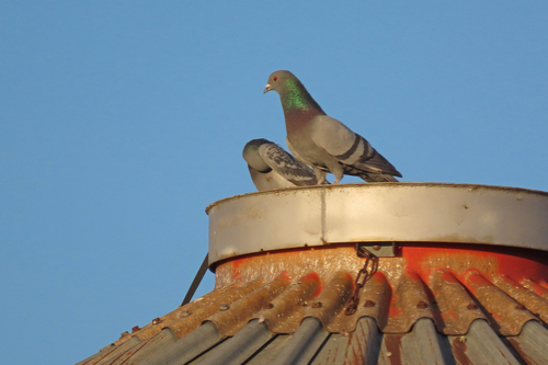 Feral Pigeon