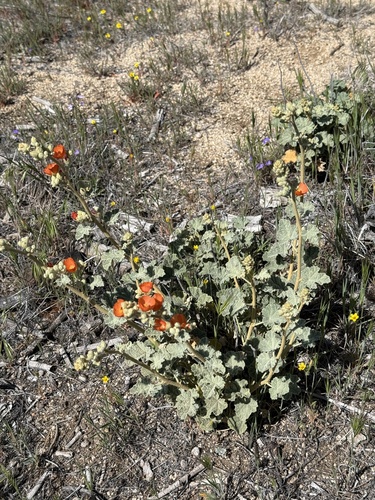iNaturalist observation photo of apricot globemallow