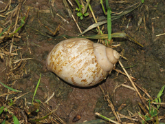 Lissachatina glutinosa