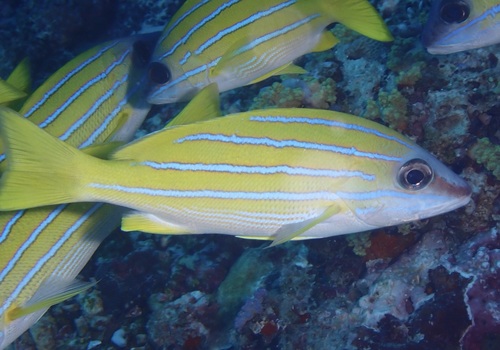 Bluestriped Snapper — seen at this dive site