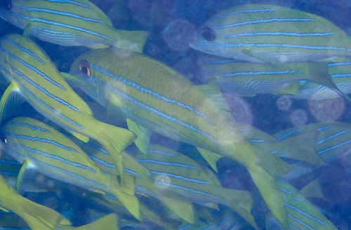 Bluestriped Goatfish — seen at this dive site