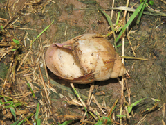 Lissachatina glutinosa