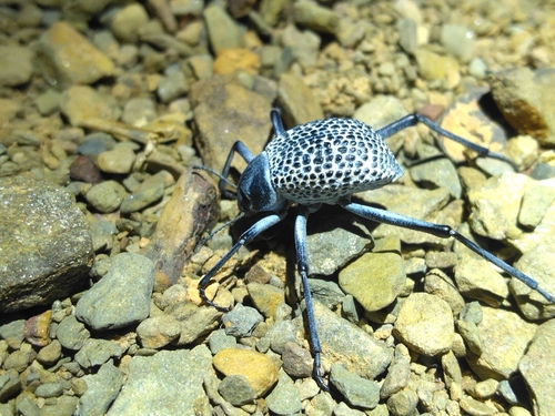 Adesmia biskreensis