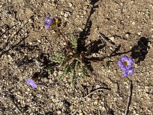 iNaturalist observation photo of Scorpionweeds
