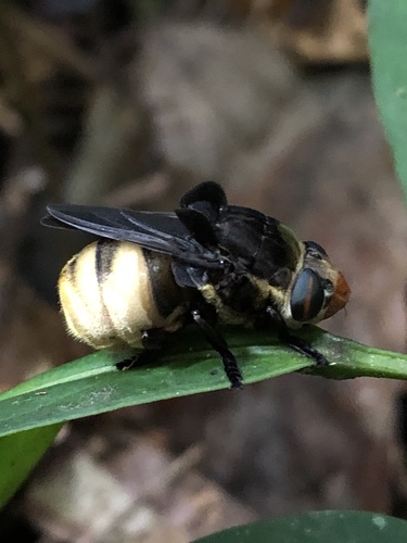 Cuterebra detrudator (Cuterebra detrudator)