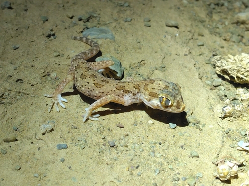 Northern Elegant Gecko