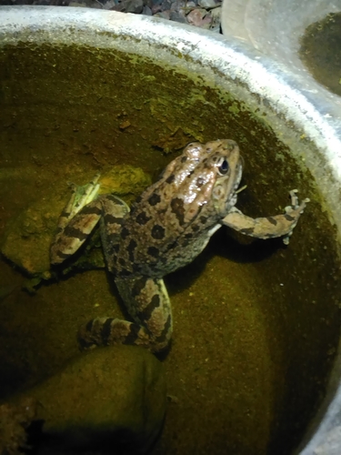 Sahara Frog
