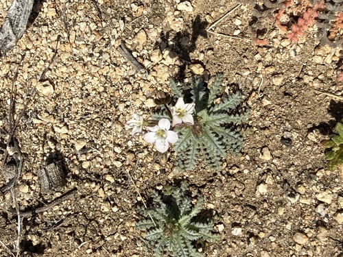iNaturalist observation photo of coastal gilia