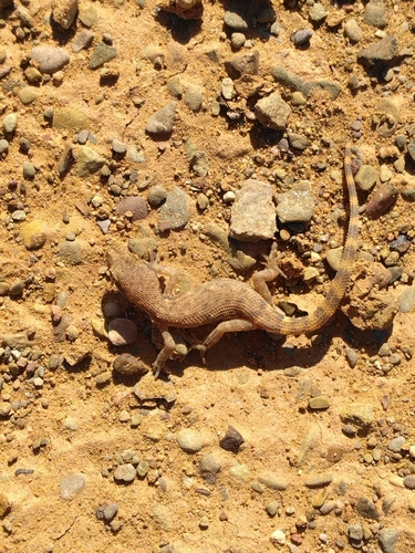 Algerian Sand Gecko