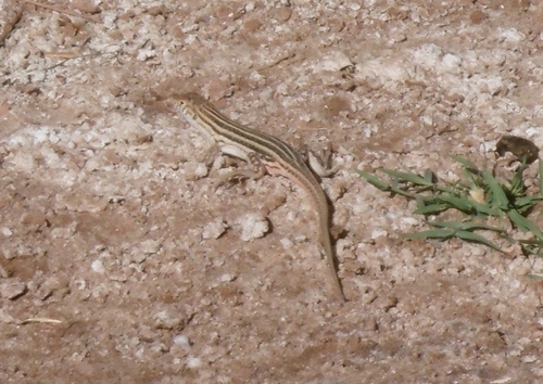 Bosc’s Fringe-toed lizard