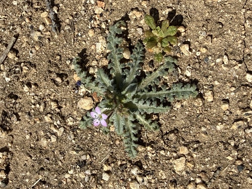 iNaturalist observation photo of coastal gilia