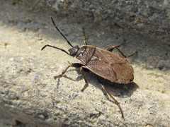 Pyrrhocoris