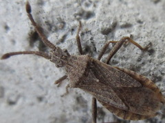 Coriomeris scabricornis