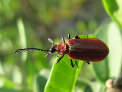 Pseudopyrochroa rufula