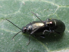Altica oleracea