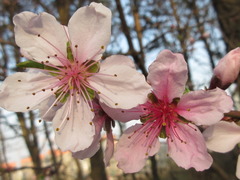 Prunus davidiana