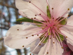Prunus davidiana