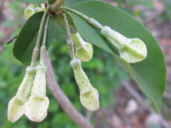 Elaeagnus multiflora